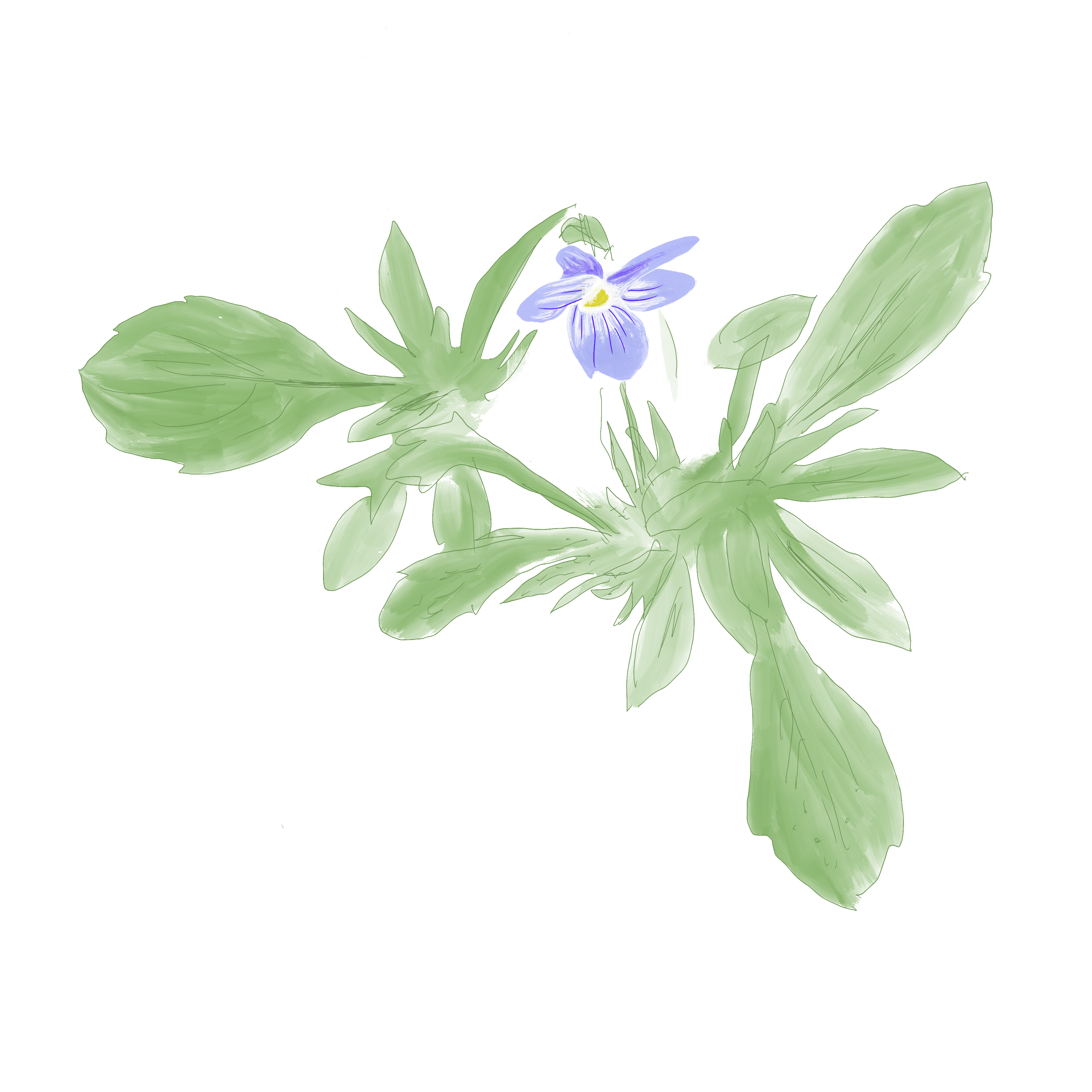 A blooming annual wild violet. The flower has five petals, with two tilted up and three facing down to create a platform for any pollinators. The petal color is very pale lavender with darker stripes, and a pale yellow wash fades out from the center. The leaves are thin with few teeth along the edge, and near the base of the leaves are thinner pointier leaves in clusters. This is a digital drawing made by hand from a photograph taken on March 3, 2026, in the author's yard.